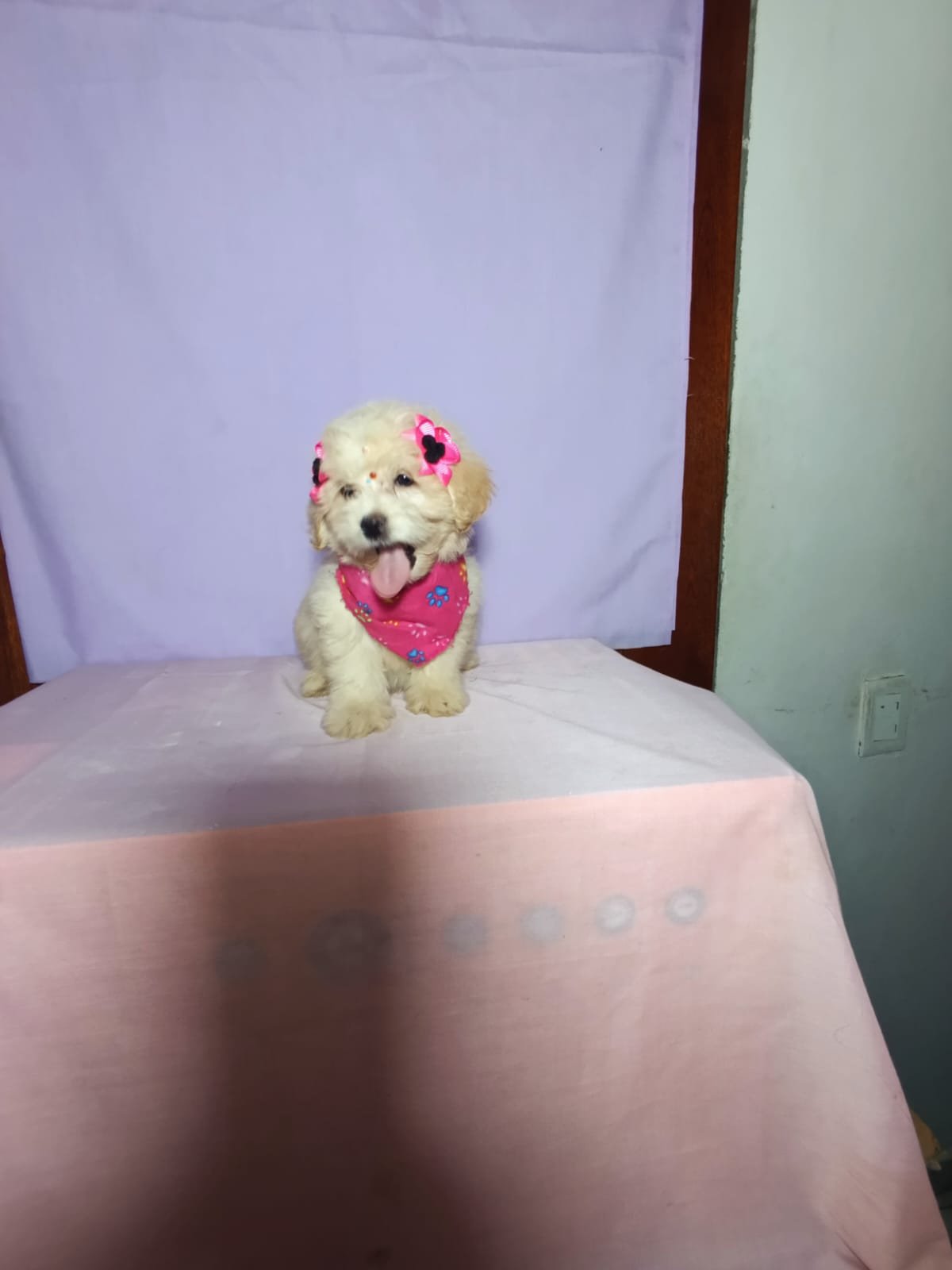 Cachorro Maltipoo