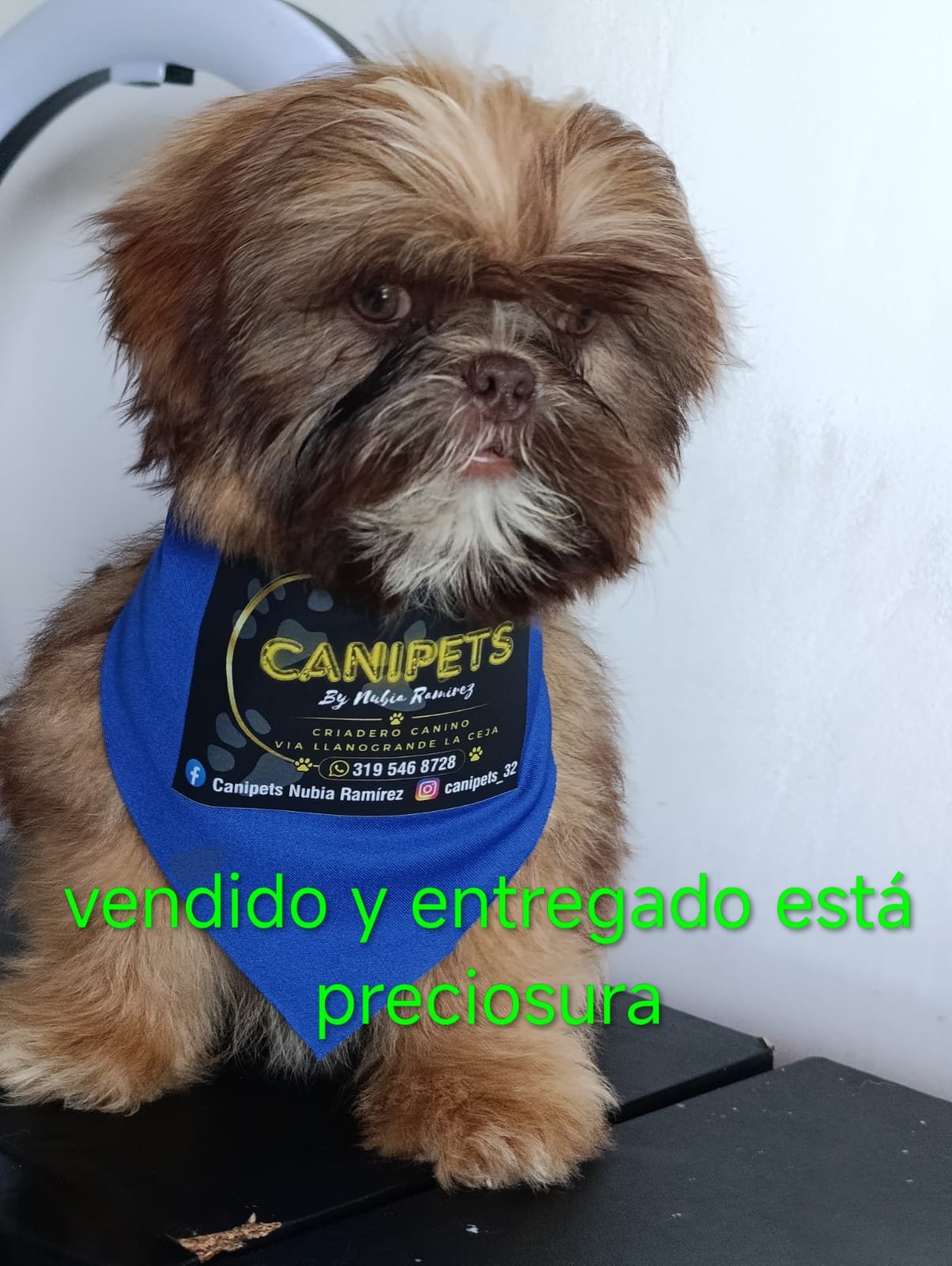 Testimonio de shih tzu
