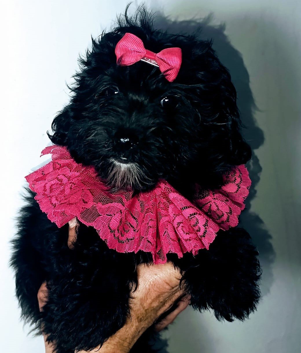 Cachorro Maltipoo